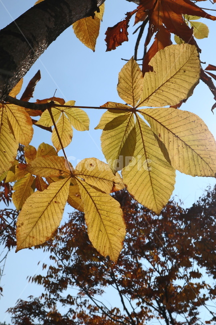 Horsechesnut,잎맥,식물,잎,가을,나뭇잎