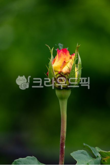 장미,장미꽃,꽃봉오리,붉은색,꽃,로즈,자연,rose,flower,nature