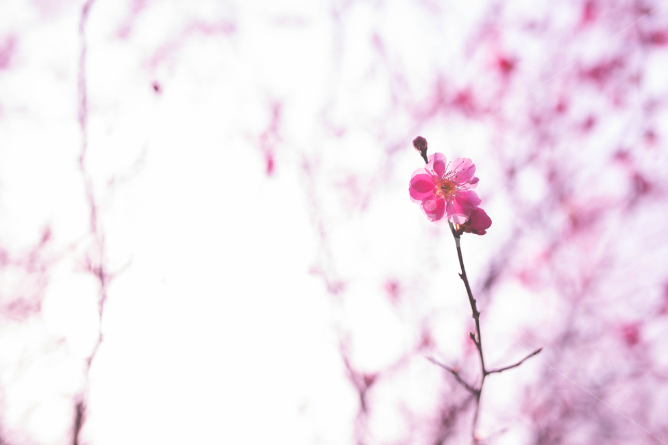 홍매화,한국,꽃,감성,봄,핑크,분홍,매화나무,봄,계절,spring,season,식물,자연,plants,nature,꽃,flower,plant