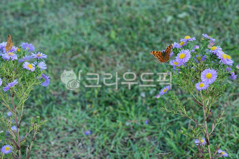 들꽃,보라꽃,나비,호랑나비,곤충,겹꽃,들판,초원,flower,꽃,야생화,잔디밭