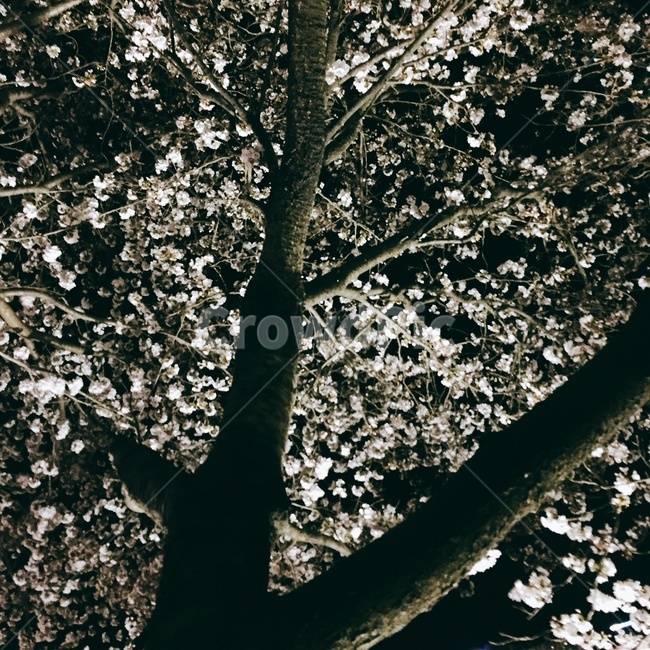 벚꽃,봄,cherryblossom,blossom,꽃,식물,자연,plants,nature,꽃,flower