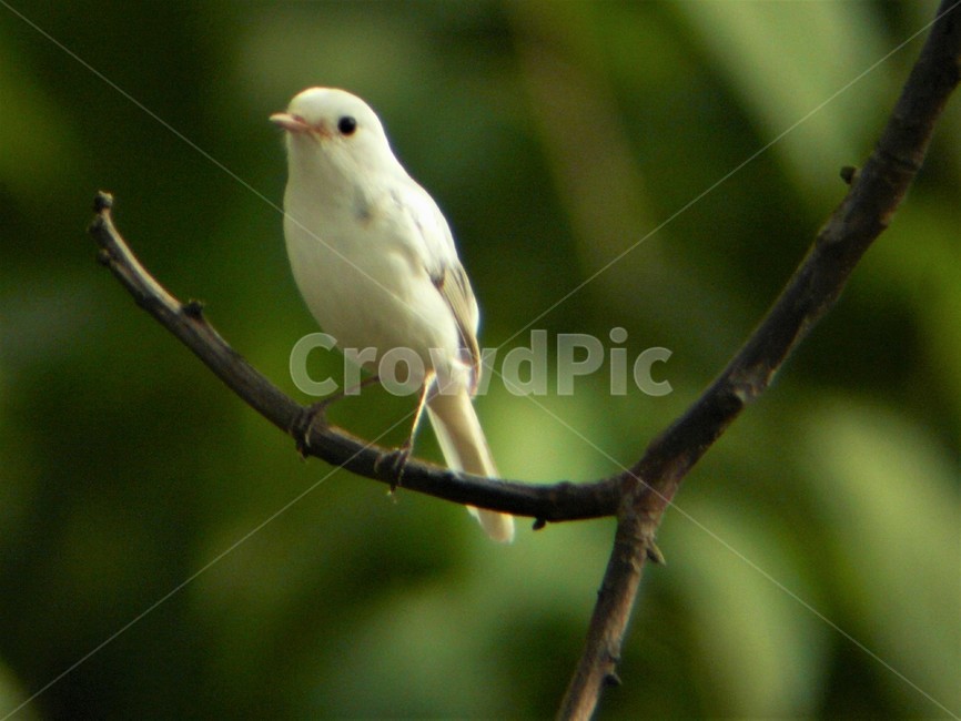 흰딱새,딱새변종,알비노딱새,희귀종,솔딱새과,텃새,야생조류,동물,animal,조류,새,birds