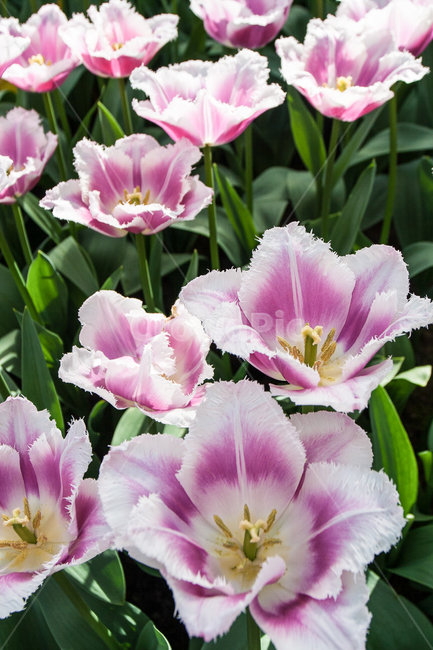 리세,네덜란드,튤립축제,튤립마을,꽃,식물,자연,plants,nature,꽃,flower