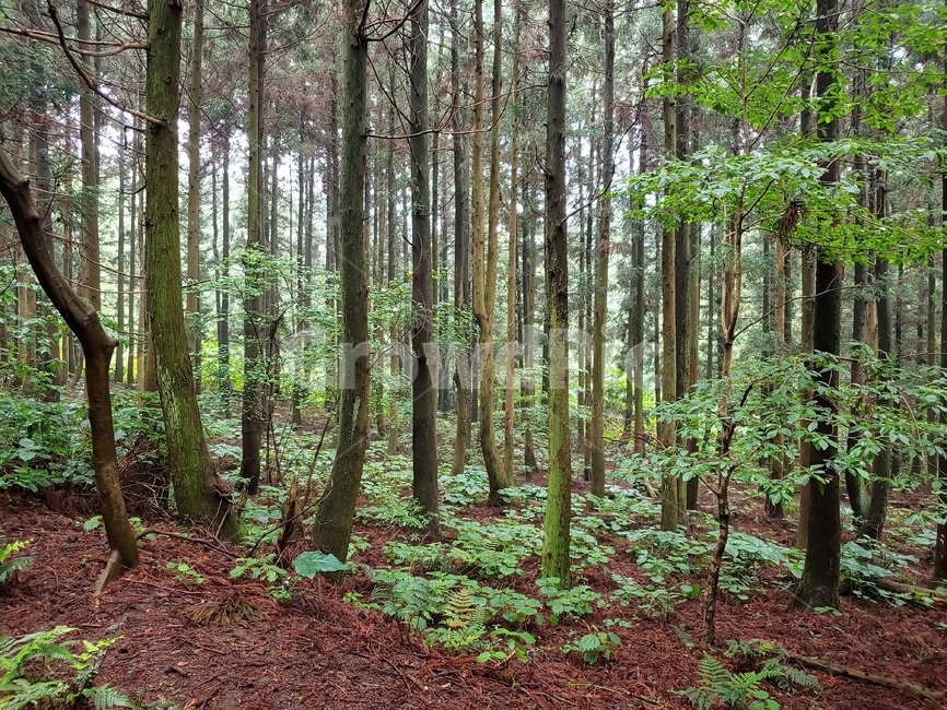삼나무,숲,흙,길,초록,green,woods,plant,식물,자연,nature,환경,environment,신선한,fresh,trees,leaf,leaves