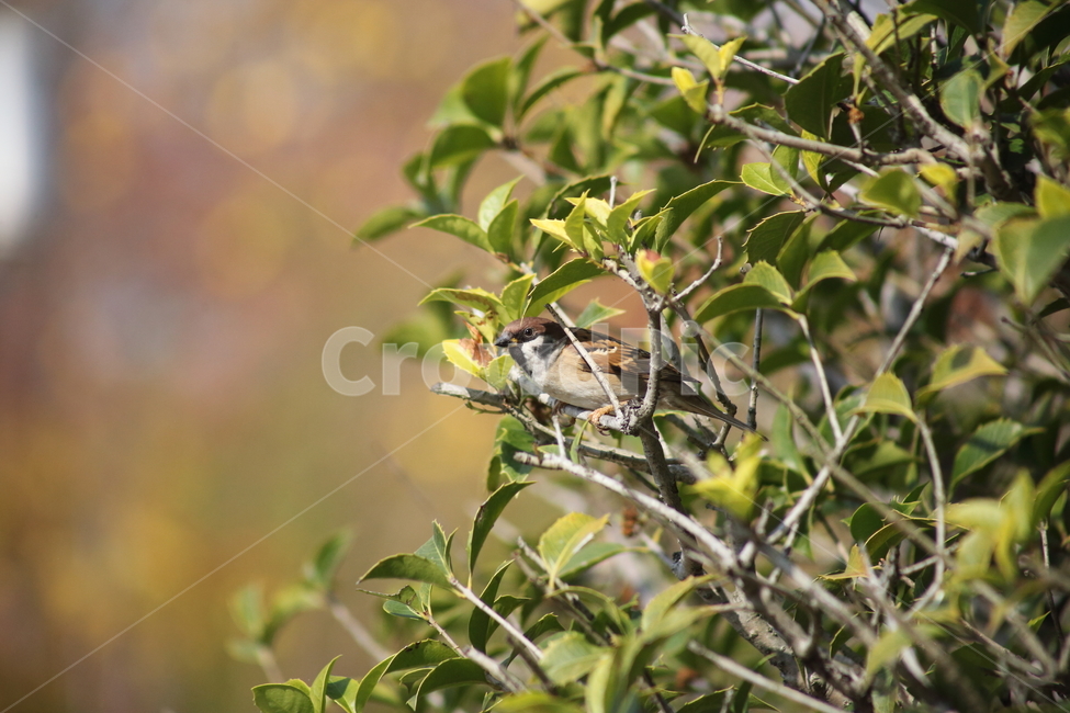 참새,새,나무,sparrow,tree,작은새,동물,animal,조류,새,birds