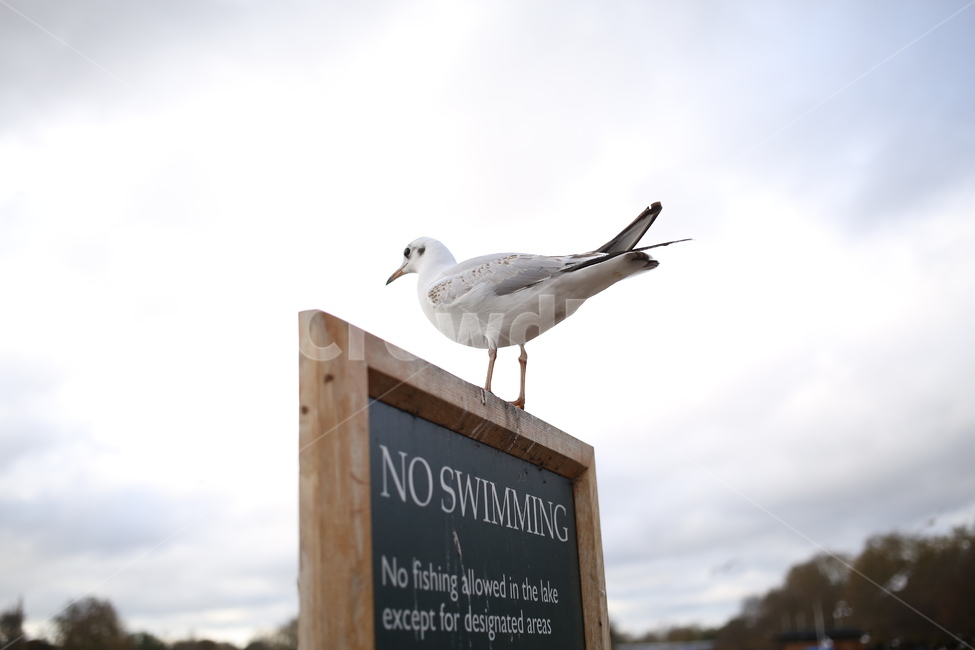 새,수영금지,갈매기,동물,흐린날,하늘,공원,noswimming,표지판,warningsign,seagull,bird,동물,animal,조류,새,birds