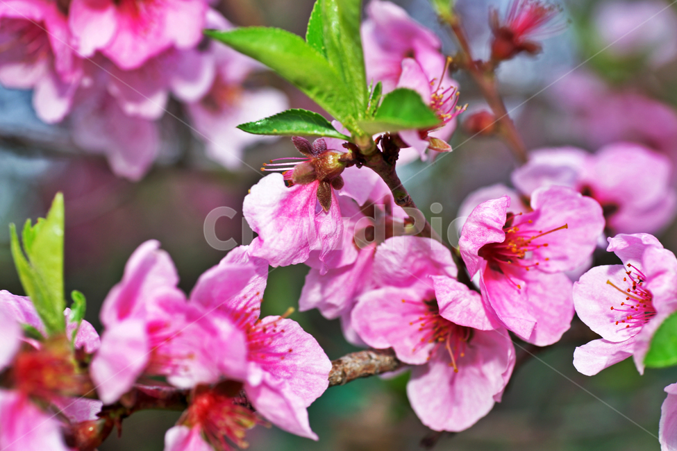 복사나무,복사꽃,복숭아꽃,식물,꽃,prunuspersica,장미과,계절,봄,식물,자연,plants,nature,꽃,flower