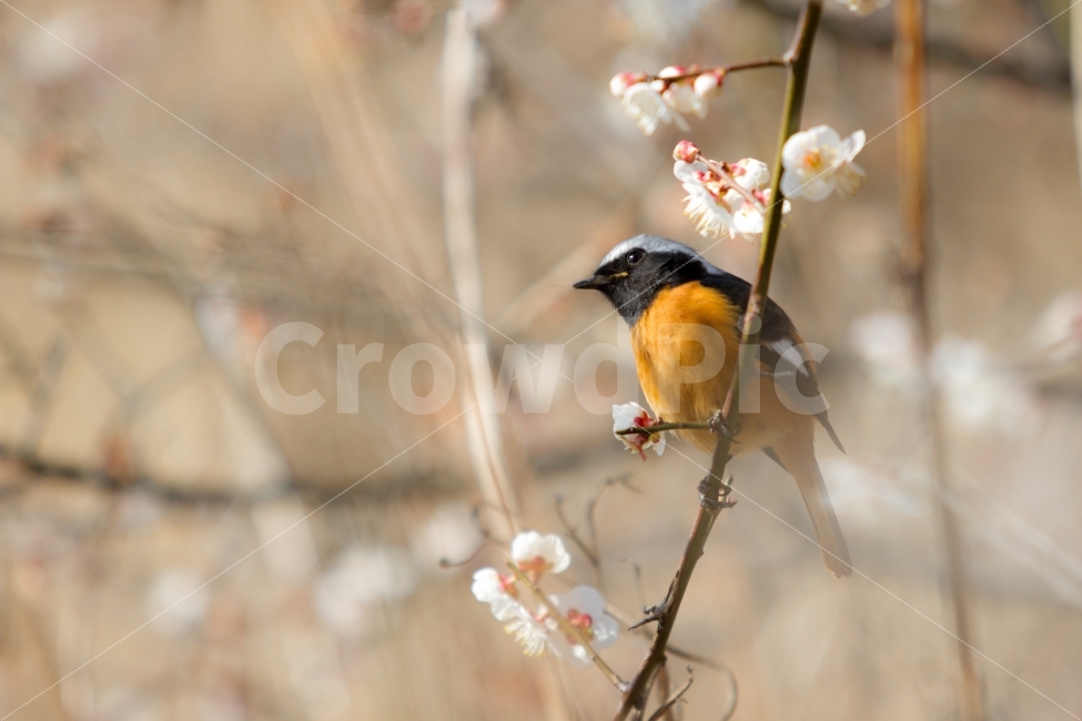 새,동박새,순매원,매화,봄,봄,계절,spring,season,동물,animal,조류,새,birds,bird,finch,핀치