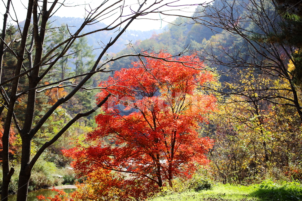 단풍,가을,풍경,낙엽,나무,붉은색,산,단풍나무,plant,식물,tree,leaf,잎,maple,단풍잎,가을,계절,fall,autumn,season