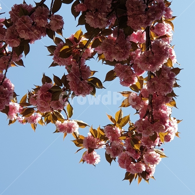 봄,벚꽃,겹벚꽃,왕벚꽃,cherryblossom,season,spring,flower,nature,식물,자연,plants,nature,꽃,flower