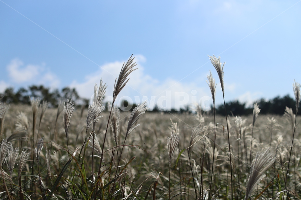 산,오름,하늘,구름,나무,제주,감성,풍경,가을,계절,fall,autumn,season,식물,자연,plants,nature,grass,잔디,plant
