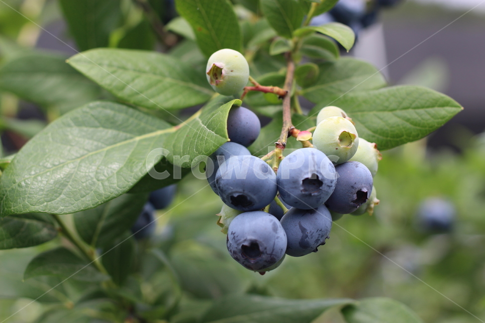 블루베리,식물,과일,식품,농사,과일,열매,fruit