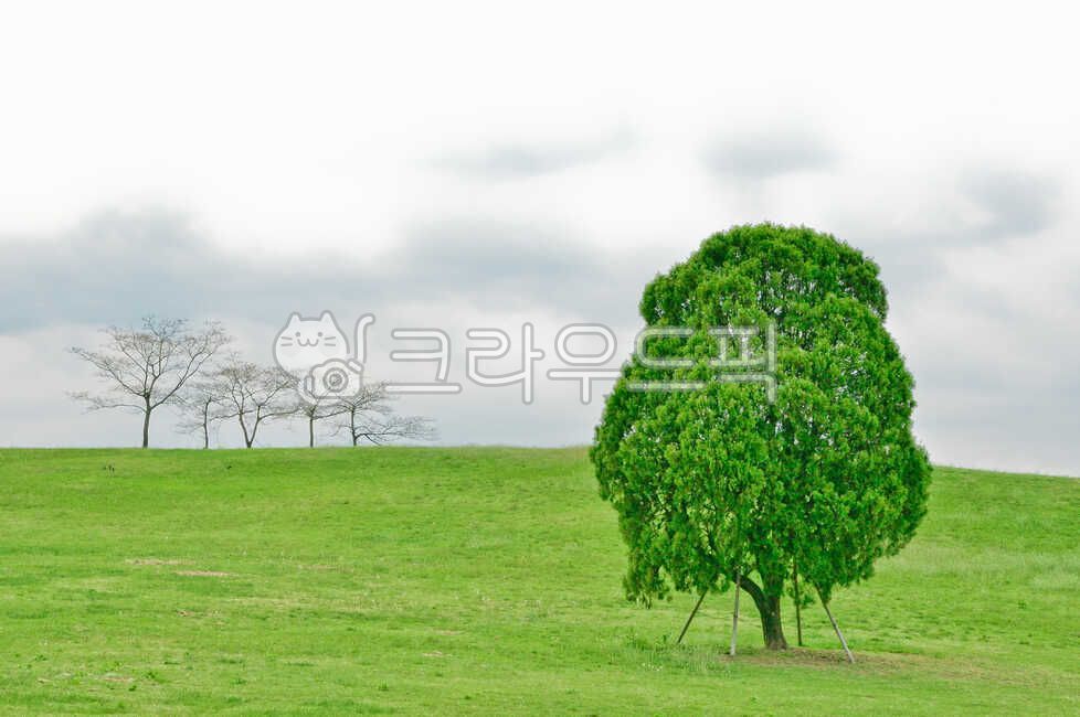 Olympic Park,seoul,big,strong,lonesome,Alone tree,tree,park