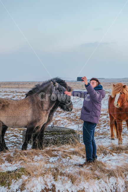 colthorse,콜트호스,animal,mammal,동물