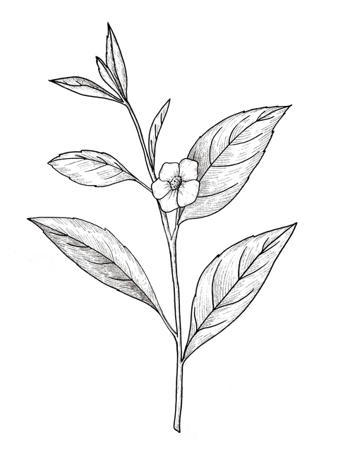 leaf,잎,plant,찻잎,차식물,차나무,잎차,차꽃,잔디,grass,식물,식물,자연,plants,nature,그래픽,일러스트레이션,graphic,illustration
