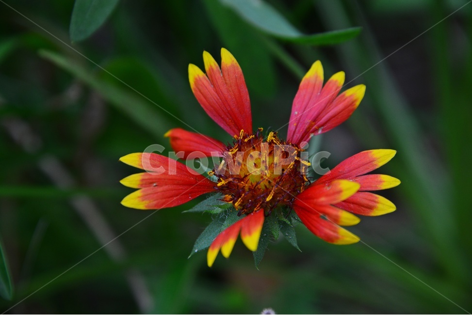 blossom,flower,꽃,plant,식물,천인국
