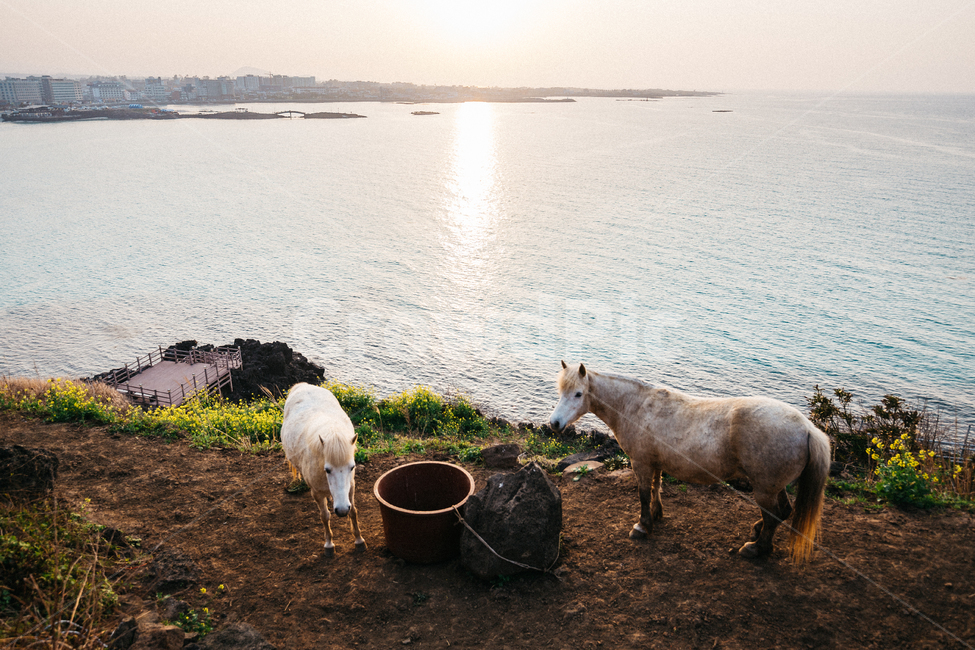 제주도,말,제주말,홀스,노을,감성,바다,해변,동물,제주도,jeju,jeju island,동물,animal,포유류,mammal,산업,industry,industrial,목축업,목장,livestock farming,ranching,pasture