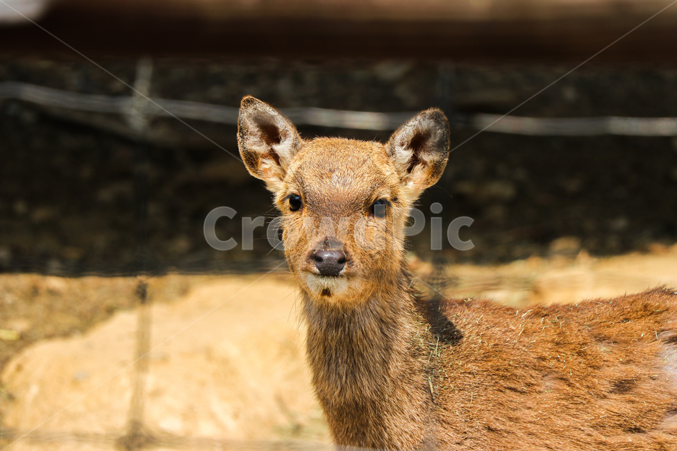 동물,야생동물,사슴,deer,포유류,mammal,animal,wildlife,동물,animal,포유류,mammal