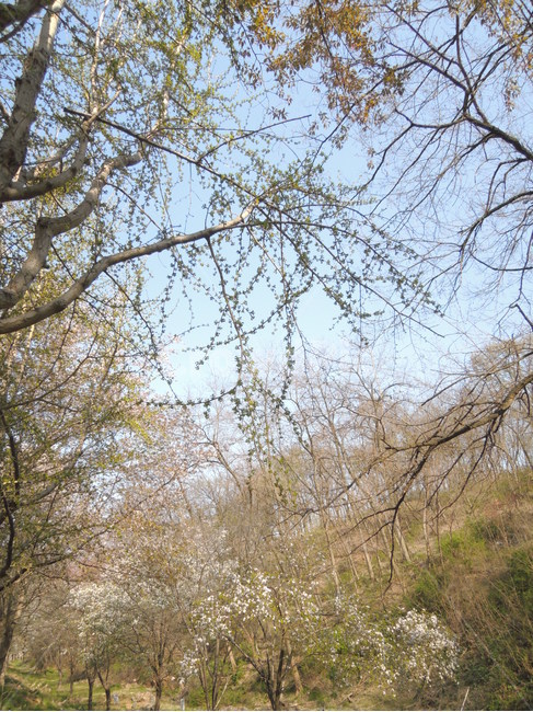 공원,봄,벚꽃,나무,숲,산책,나뭇가지,날씨,park,spring,cherryblossom,season,tree,branch,bloom,자연,풍경,nature,landscape,나무,trees,wood,plant,식물,tree trunk,나무 줄기