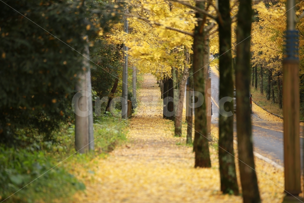 가을,은행나무,제주여행,은행나무길,풍경,노랑,옐로우,yellow,제주대학교,제주도,가을사진,데이트,늦가을,풍경사진,길,나무,은행,가을,계절,fall,autumn,season,자연,풍경,nature,landscape,식물,plants,나무,trees,wood,tree,plant,tree trunk,나무 줄기
