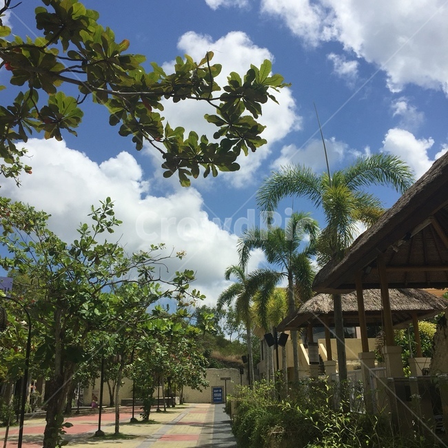 야자수,구름,햇살,날씨,cloud,나무,palmtree,여름,계절,summer,season,outdoors,옥외,garden,정원,porch,현관