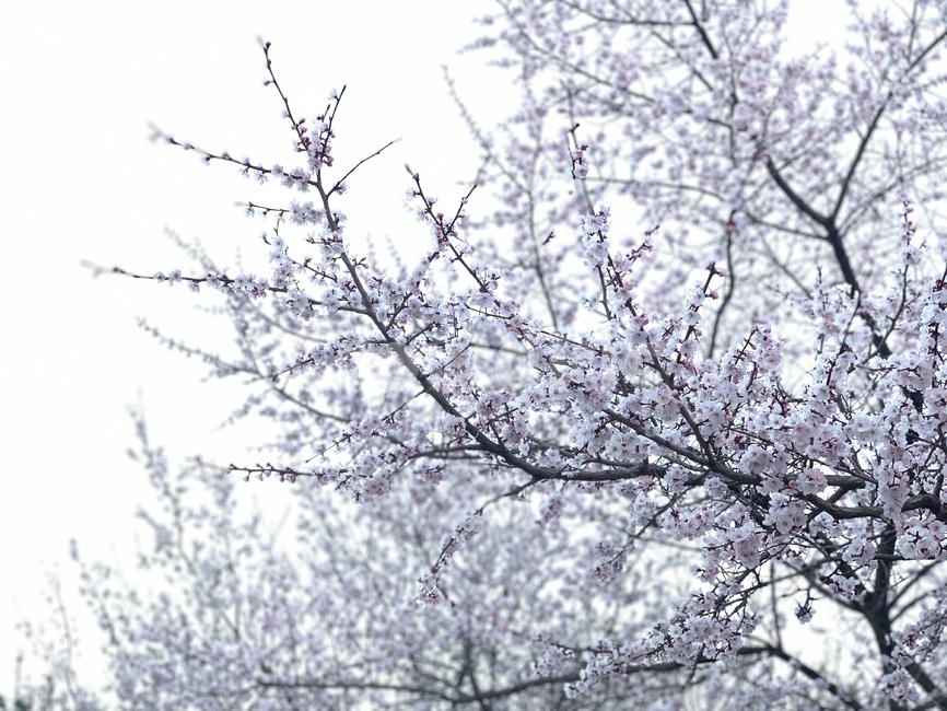 벚꽃,꽃,나무,자연,봄,flower,spring,cherryblossom