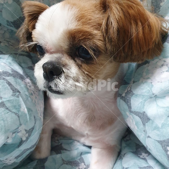 동물,pet,strap,animal,강아지,개,puppy,dog,시츄,shihtzu,개,강아지,dog,doggy