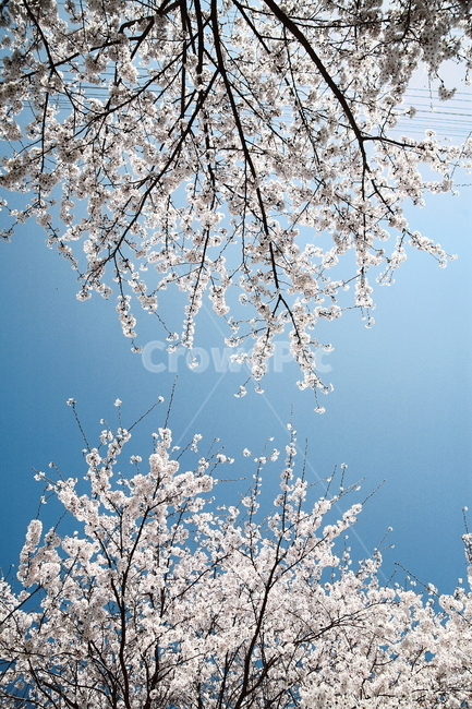 벚꽃,봄,나무,하늘,푸른하늘,파란하늘,맑은날,벚꽃나무,cherryblossom,spring,tree,sky,bluesky,sunny,sunnyday