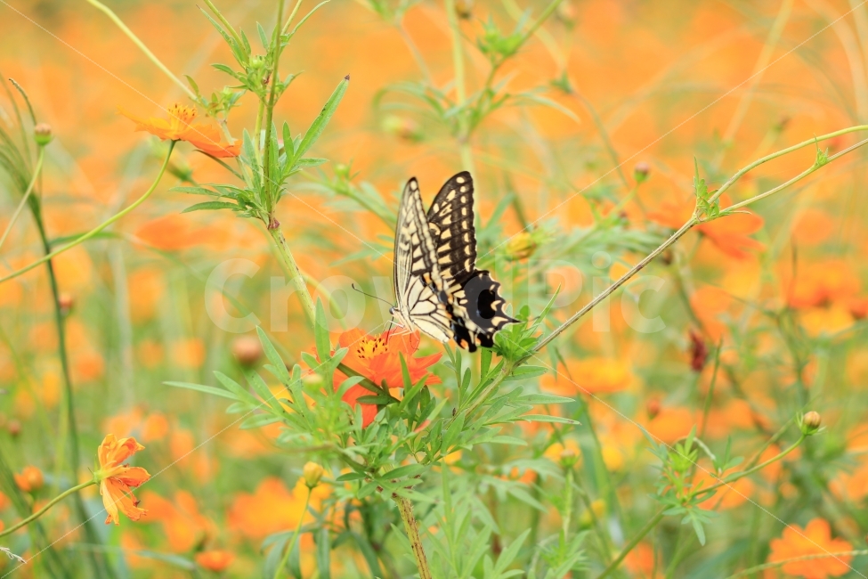 자연,나비,꽃,풍경,거제도,식물,자연,plants,nature,꽃,flower,동물,animal,곤충,벌레,insect,bug