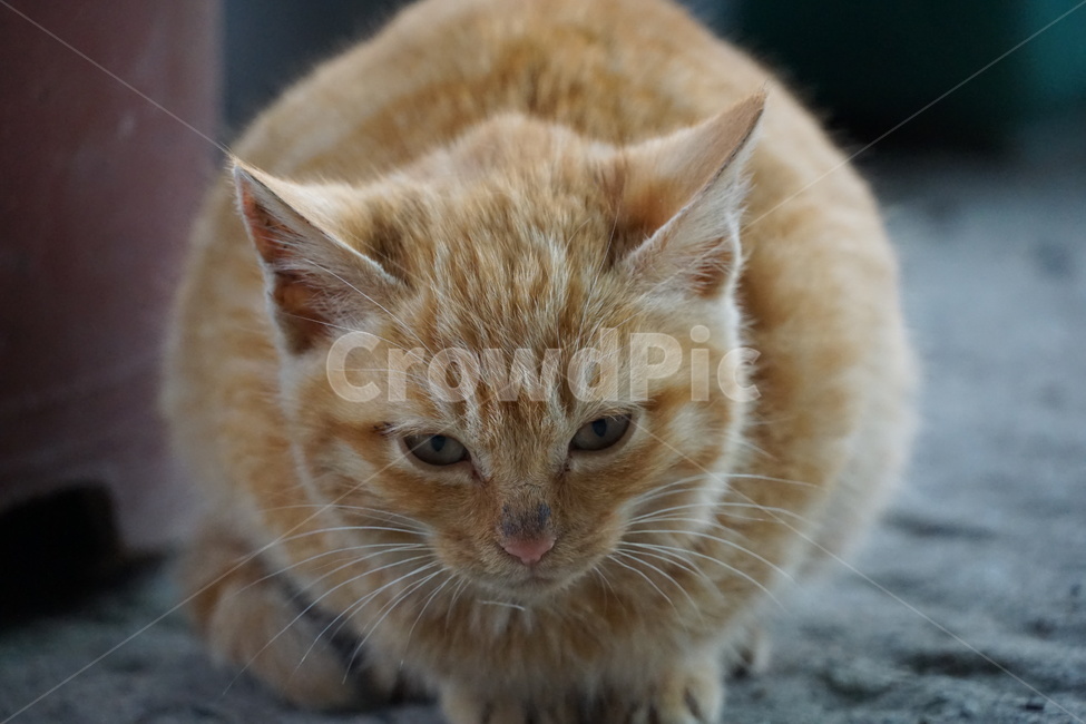 고양이,길냥이,치즈,새끼고양이,아깽이,아기고양이,동물,동물,animal,포유류,mammal,고양이,cat,kitten,kitty