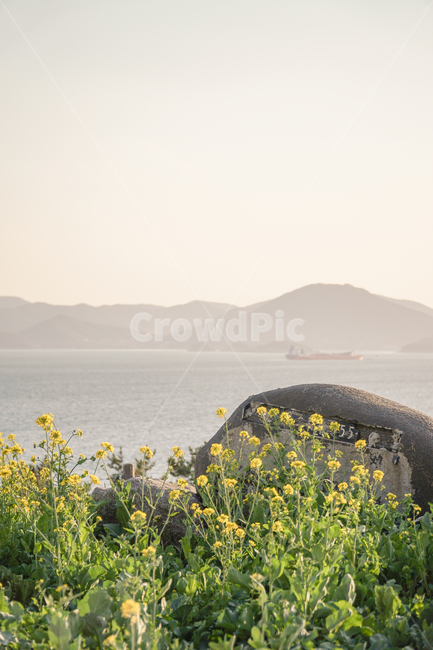 nature,자연,바다,ocean,유채꽃,봄,남해,남해바다,spring,flowers