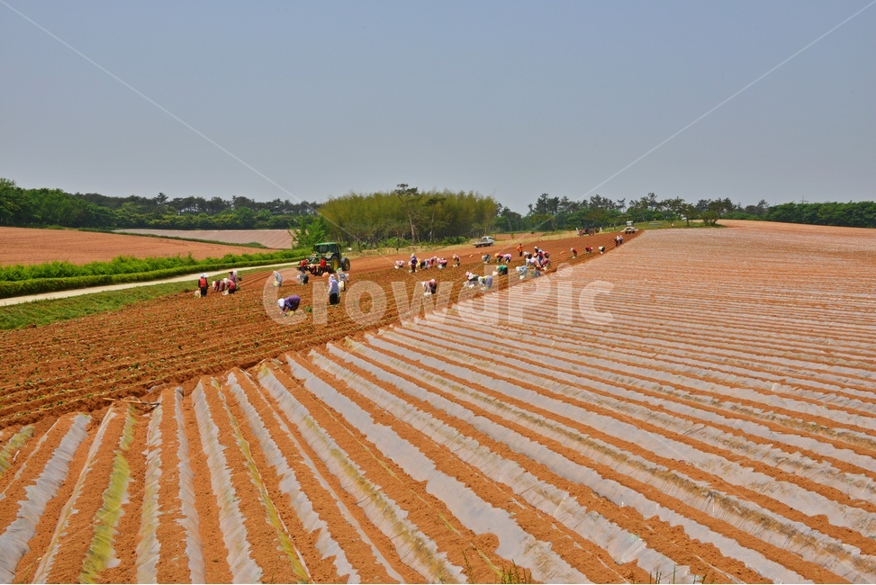 nature,자연,outdoors,옥외,soil,흙,ground,바닥,전북,고창,학원농장,농장,고구마밭,농사비닐,비닐,농업,농사,경작,영농,농경,산업,industry,industrial,농업,농사,agriculture,farming,farming industry