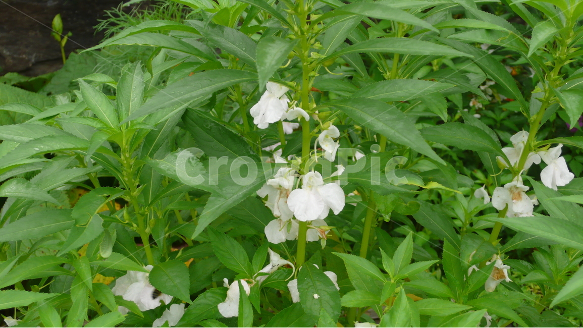 봉숭아,봉숭아꽃,흰색,자연,식물,식물,자연,plants,nature,꽃,flower