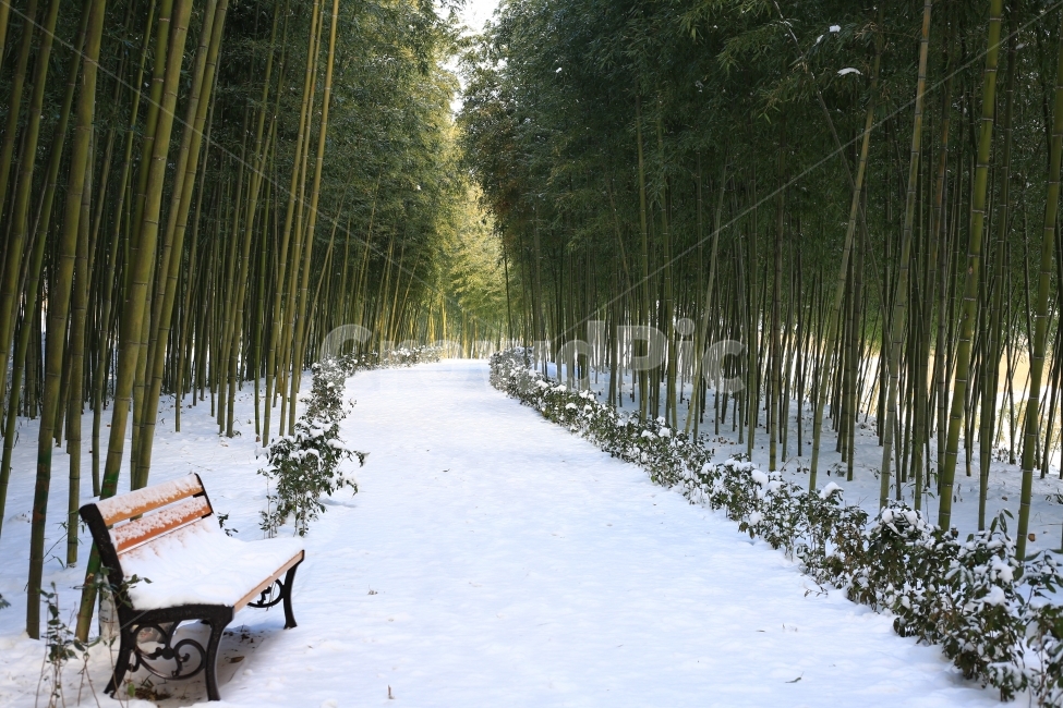 자연,겨울,계절,눈,나무,숲,대나무,풍경,감성사진,벤치,추위,식물,nature,landscape,winter,snow,tree,plant,대숲,흰눈,겨울,계절,winter,season,자연,풍경,nature,landscape,한국자연풍경,한국자연경관,korea nature landscape,furniture,가구,bench