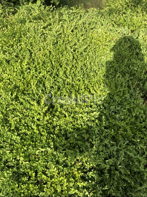풀,그림자,햇살,잔디,초록색