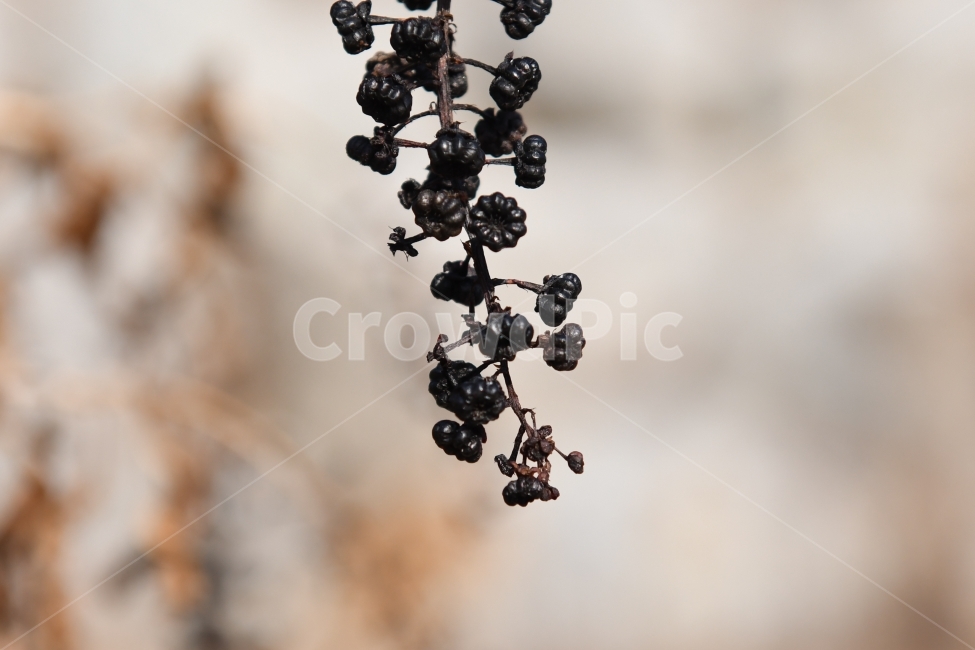 열매,마름,겨울,식물,들판,황량,식물,자연,plants,nature,과일,열매,fruit