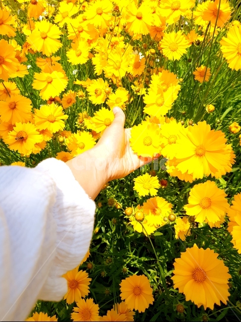 금계국,꽃,봄,노랑,풍경,식물,자연,plants,nature,꽃,flower,사람,인물,인간,human,person,신체일부,몸,body