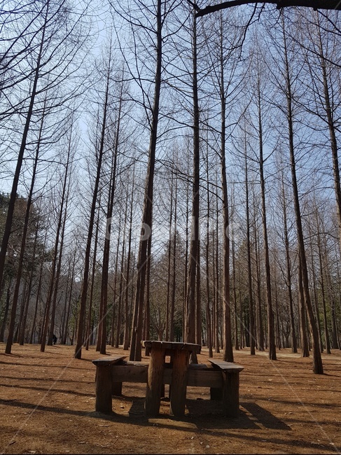 나무,식물,의자,산,흙,자연,풍경,nature,landscape,식물,plants,나무,trees,wood