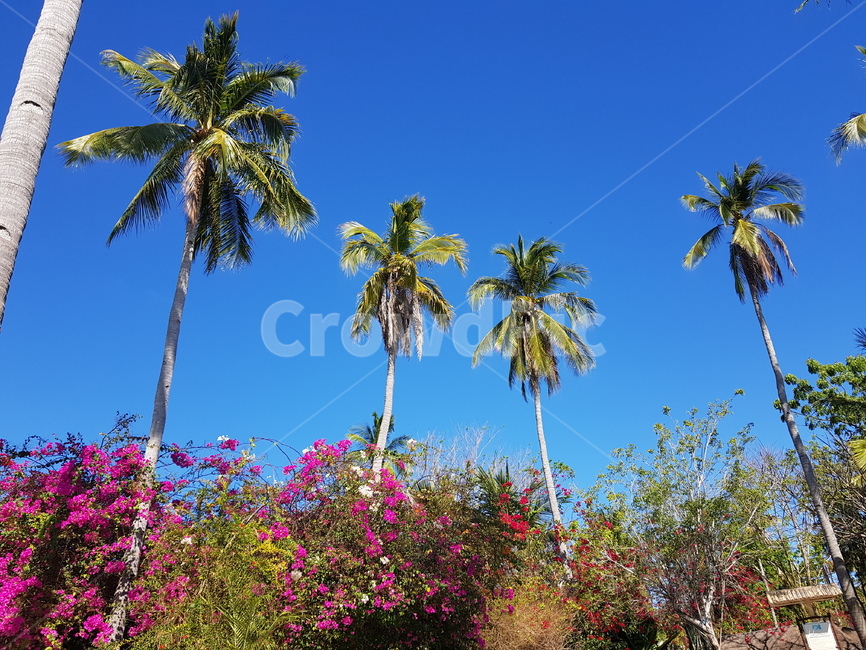 나무,하늘,파란색,야자수,palmtree,여름,식물,식물,자연,plants,nature,나무,trees,wood