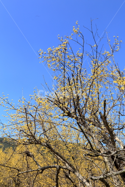 구례,하동,구례산수유축제,산수유,산수유꽃
