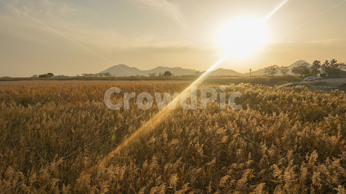 가을,갈대,갈대밭,계절,가을감성,갈색,황금빛,fall,nature,landscape,풍경,자연,가을,계절,fall,autumn,season,자연,풍경,nature,landscape,flare,플레어,light,빛,sunlight,햇빛