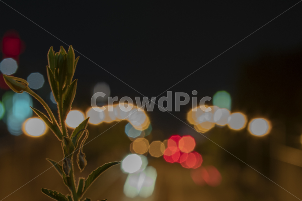 잡초,보케,bokeh,빛망울,분위기,감성,야경,밤,풍경,nightscape,night,landscape,식물,자연,plants,nature,감성,sensible,feeling,flare,플레어,light,빛