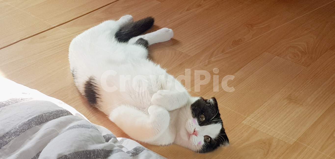 고양이,스코티쉬폴드,cat,볼터치,반려묘,발라당