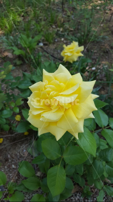 꽃,노랑,자연,식물,힐링,식물,자연,plants,nature,꽃,flower