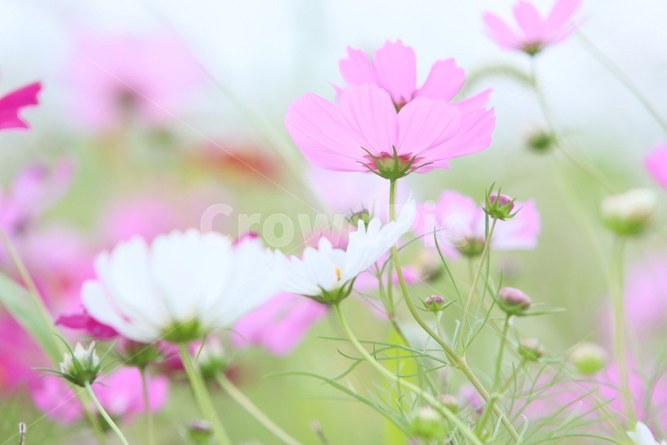 코스모스,가을풍경,가을꽃,꽃,아름다움,가을,계절,fall,autumn,season,식물,자연,plants,nature,꽃,flower,plant,geranium,제라늄,blossom