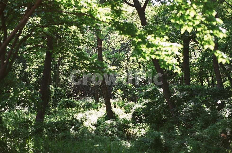 나무,tree,햇빛,sunlight,숲,forest,식물,plant,나무줄기,treetrunk,필름,film