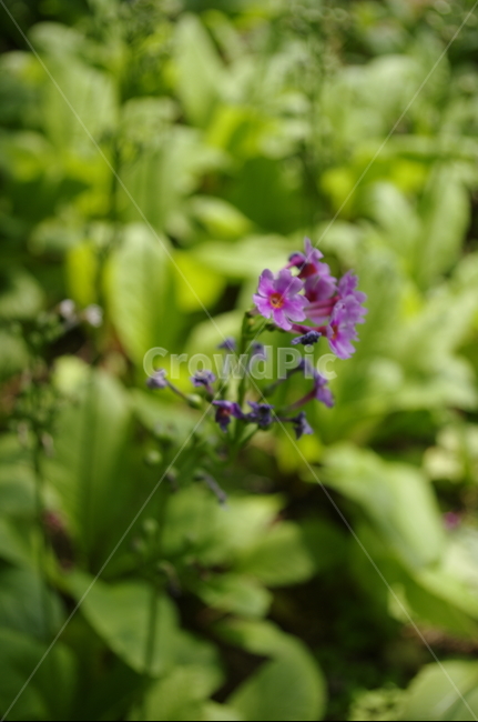 꽃,flower,식물,plant,계절,봄,spring,식물,자연,plants,nature,꽃,flower