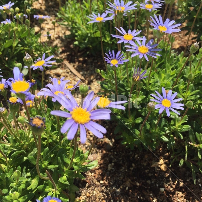 plant,식물,꽃,flower,보라색꽃,식물,자연,plants,nature,꽃,flower