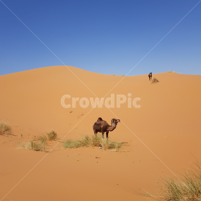 사막,desert,낙타,모래,사막동물,자연,풍경,nature,landscape,해외,외국,세계,foreign,oversea,world,세계자연풍경,해외자연풍경,외국자연풍경,world nature landscape,soil,흙,outdoors,옥외,sand,dune,모래 언덕