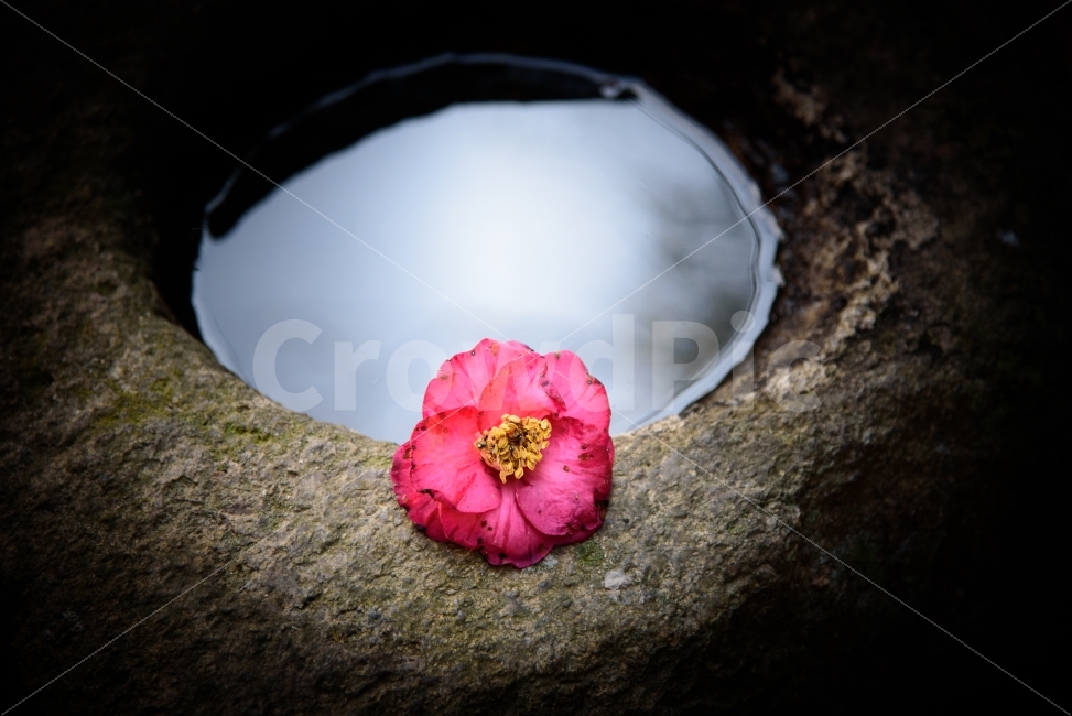 동백꽃,빨강,꽃,소중함,감성,빛나다,슬픔,떨어지다,지다,hands,camelliaflower,red,drop,guard,식물,자연,plants,nature,꽃,flower